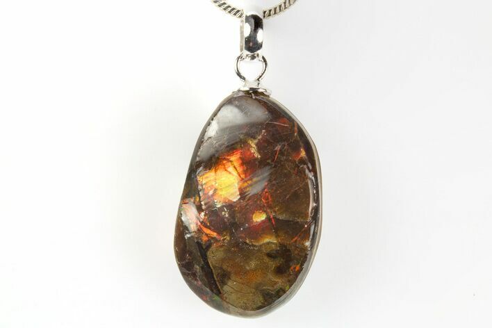 Brilliant Ammolite Pendant (Necklace) - Alberta, Canada #312477